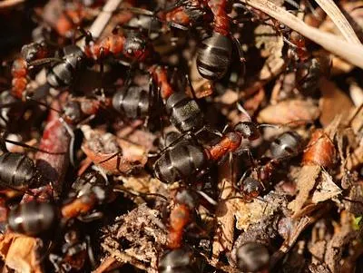 We removed ants nests safely and swiftly.