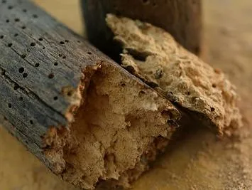 A surface infected with woodworm