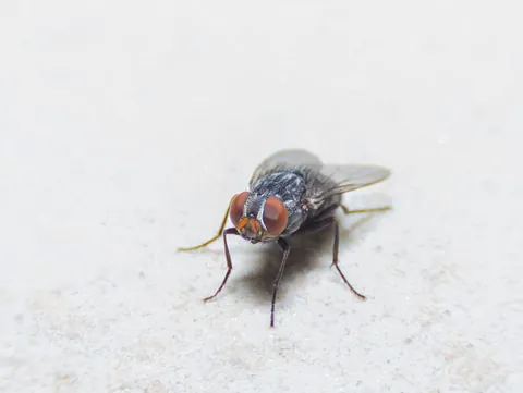 Cluster flies that need to be removed.