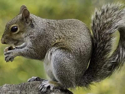 A squirrel that should be removed from the property.