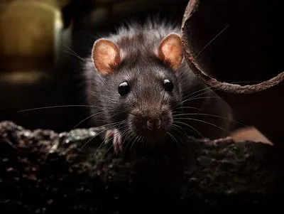 Rats and Mice are one of the most common pests we deal with