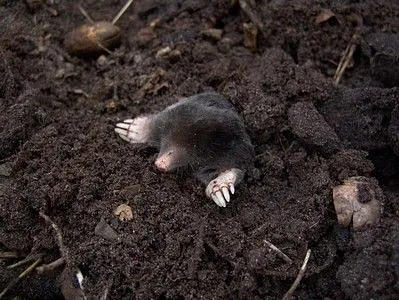 A mole can cause damage to a garden, find out about our treatments here.