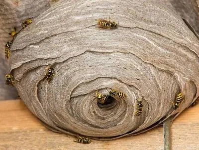 We remove wasp nests, bees nests and hornets.